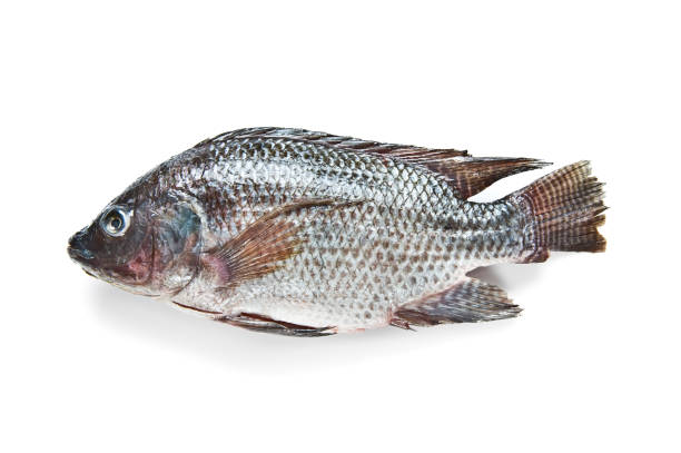 Tilapia